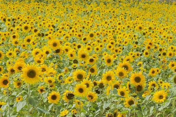 Field of Sunflowers Helianthus annuus Essex, UK PL002168