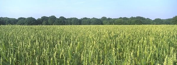 Field of Wheat Ripening Norfolk UK