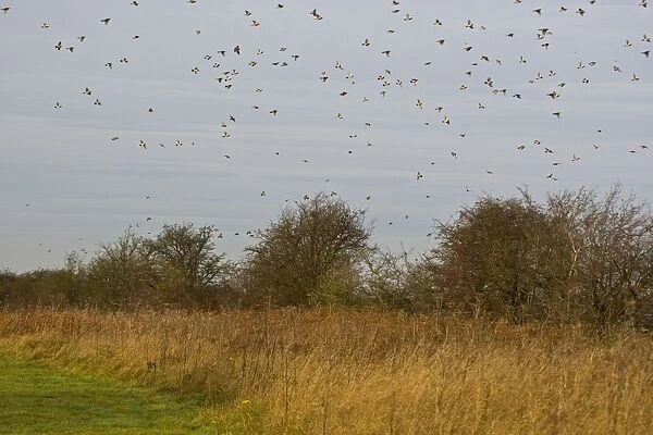 Fieldfare - mass flock flying over hawthorn hedge - Breckland - Norfolk - UK