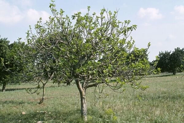 Fig Tree - in orchard