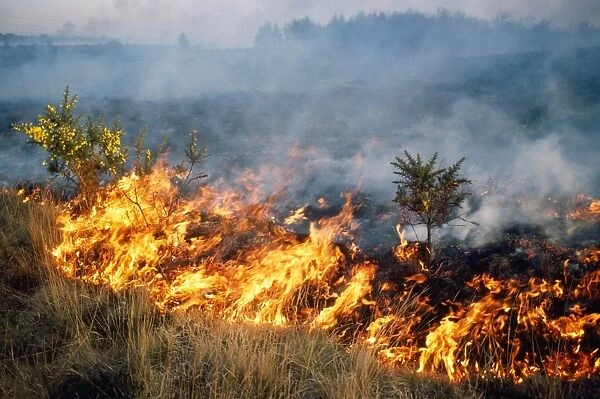 Fire - Burning gorse during fire on heathland at Chobham Common UK