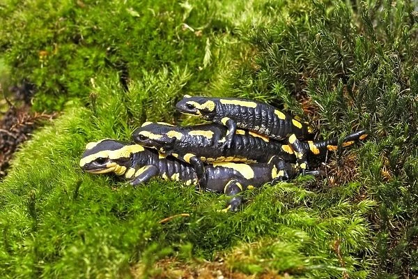 Fire Salamanders - mating. Alsace - France