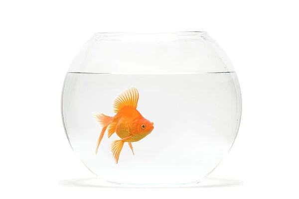 Fish bowl - with goldfish in studio