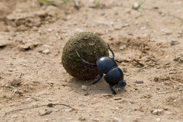 Flightless Dung Beetle - rolling ball of dung to place of burial. Use buffalo dung as larval food for breeding; also eaten by adults as well as elephant dung