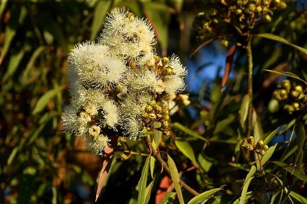 Flowering eucalypt tree - flowers of a cream coloured blooming eucalypt tree - Victoria, Australia