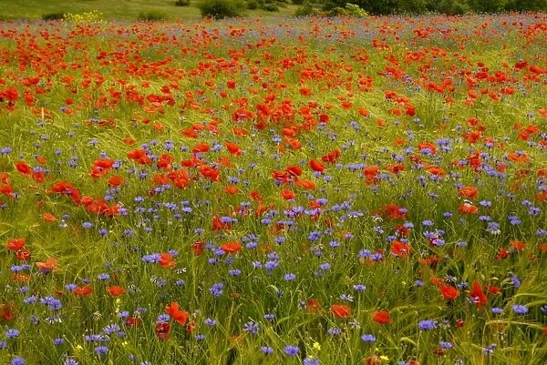 Flowers in meadow - Poppy and Cornflowers - Provence - France