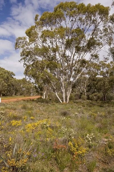Flowery roadside verge in Moganmoganning Reserve, near New Norcia, Western Australia