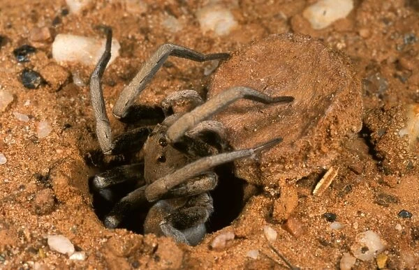 Forrest's Wolf Spider - Emerging from burrow 3 km NW of mt dimer, Western australia HRD02210