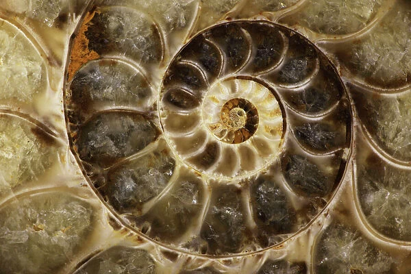 Fossil ammonite- Desmoceras spp. -Upper Early Cretaceous - Albian Stage - Mahajanga Province - Madagascar