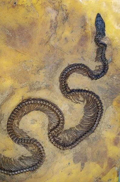 Fossil snake from the Messel lake oil shale deposit, Germany, 49 million years ago