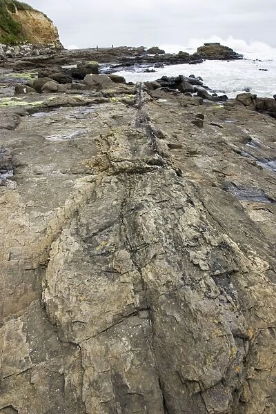 Fossilised tree trunk - in exposed rocks on beach of Curio Bay. site of fossil forest in the Catlins coast south-eastern Southland New Zealand. The fossilised trees date back to the middle Jurassic