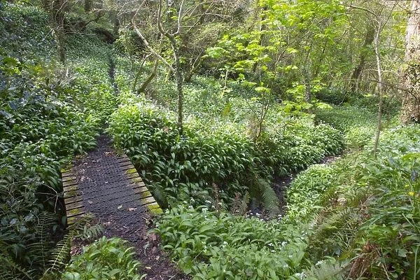 Frenchman's Creek - Wild Garlic - Spring - Cornwall - UK