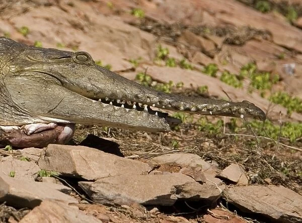 Freshwater  /  Johnston Crocodile with half lower jaw torn off A wild animal on the shores of Lake Argyle in the Kimberley in the far northeast of Western Australia. Jaw would have been torn off in a fight with a rival crocodile