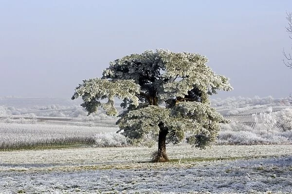 Frost - covering fields and pine tree. France