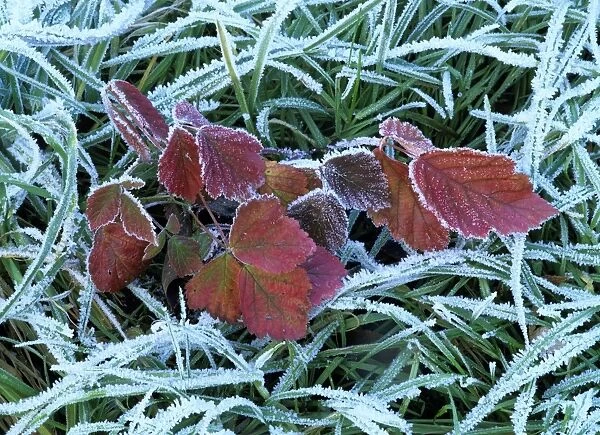 Frozen grass and leaves colourful autumn leaves of blackberry and grass covered with frost Baden-Wuerttemberg, Germany