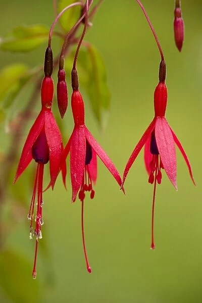 Fuchsia - widely naturalised in western Britain, from Chile / Argentina. Dorset