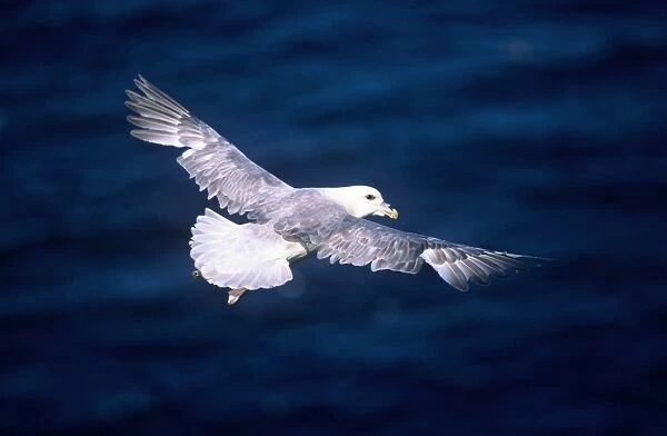 Fulmar - adult bird in flight
