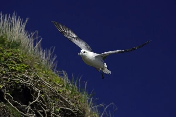 Fulmar-in flight above coastal cliff, against blue sky, Northumberland UK