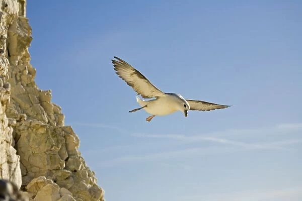 Fulmar Petrel In flight over the Seven Sisters South Downs, East Sussex, UK