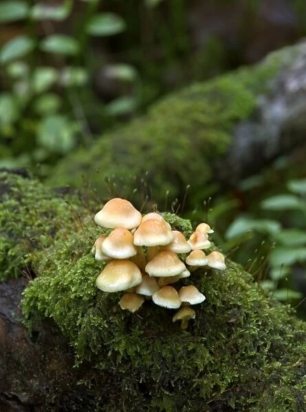 Fungi Sulphur Tuft on mossy trunk October Knapp Wood Nature Reserve E. Sussex, UK