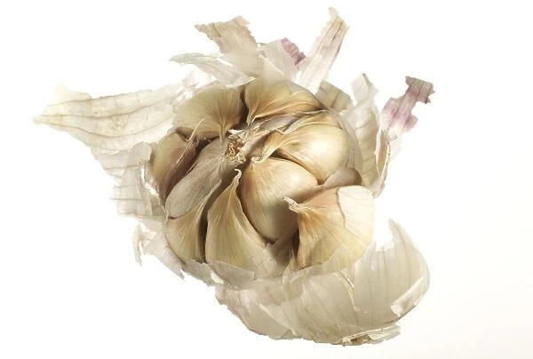 Garlic Bulb showing individual cloves