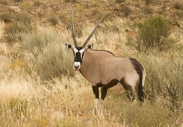 Gemsbok-Oryx-In tall grass Kgalagadi Transfrontier Park-South Africa-Botswana-Africa