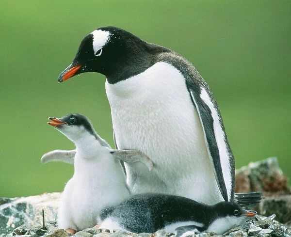 Gentoo Penguin JPF 12147 Parent with chicks. Pygoscelis papua © Jean-Paul Ferrero  /  ARDEA LONDON