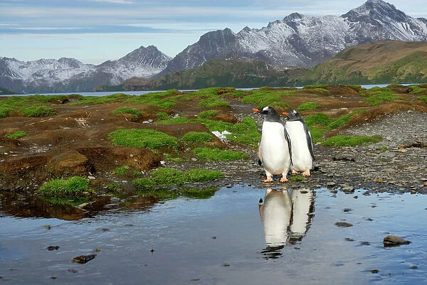 Gentoo Penguins - with mountains in background - South Georgia - Antarctica