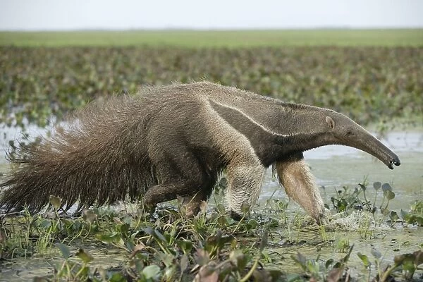 Giant Anteater - walking through water Llanos, Venezuela