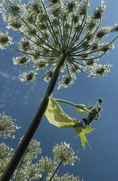 Giant hogweed flowering - Belgium