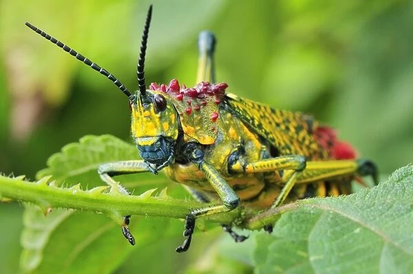Giant Locust - Southern Madagascar