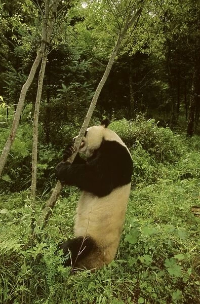 Giant Panda - Standing at foot of small tree - Wolong Reserve - Sichuan - China JPF36818