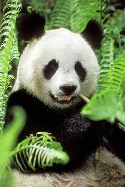 Giant Panda Wolong Nature Reserve, China