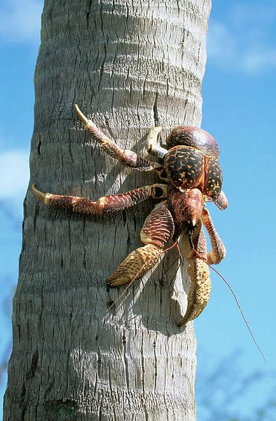 Giant Robber  /  Coconut Crab WAT 5918 On coconut palm tree Indian Ocean Birgus Latro © M. Watson  /  ARDEA LONDON