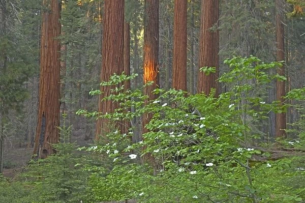 Giant Sequoia Sequoia NP, California, USA LA000650