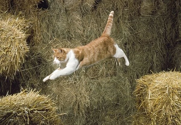 Ginger & White Cat - jumping