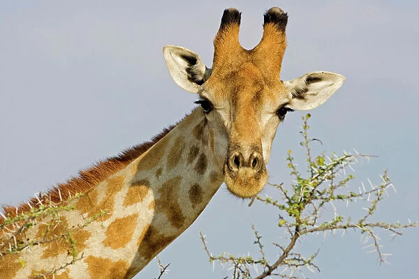 Giraffe - close up whilst feeding on acacia twigs - Etosha National Park - Namibia - Africa