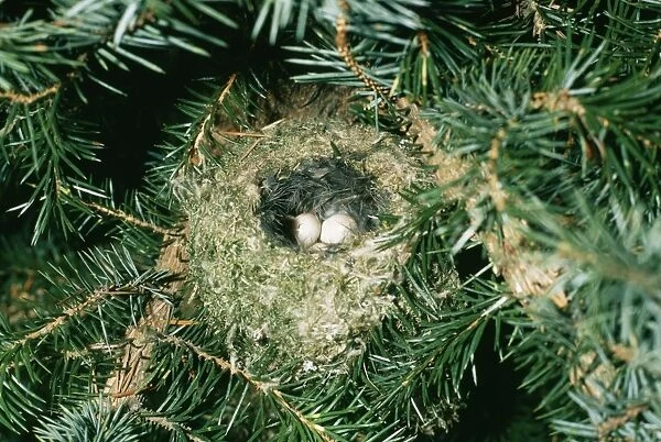 Goldcrest Nest with two eggs