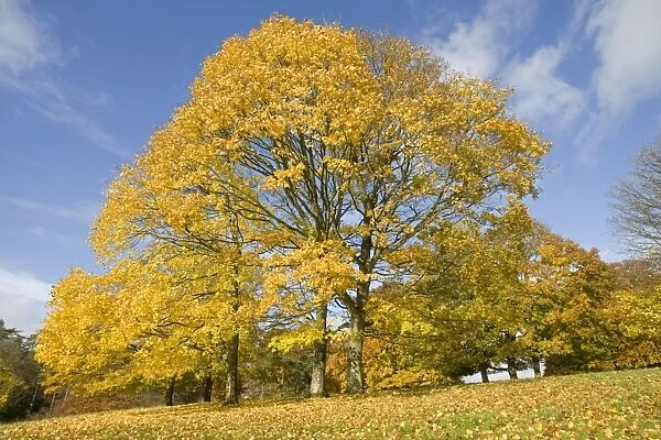 Golden plane trees in yellow autumn colours. Westonbirt Arboretum Tetbury UK