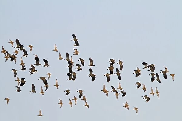 Golden Plover & Lapwing (Vanellus vanellus) mixed flock in flight - Bedfordshire UK 8638