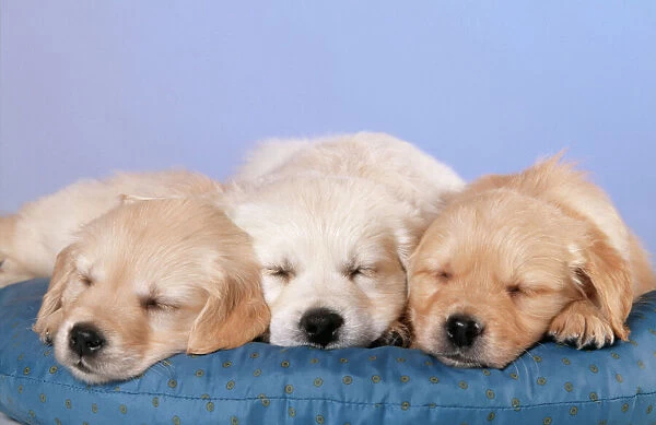 Golden Retriever Dog - puppies with eyes closed, on cushion