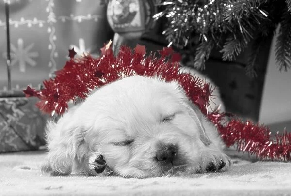 Golden Retriever Dog - puppy asleep under Christmas tree. Manipulated image with selective colouring