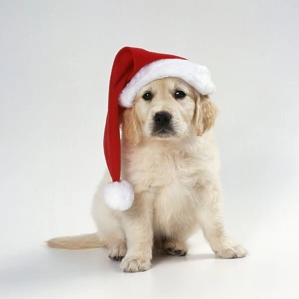 Golden Retriever Dog Puppy wearing christmas hat