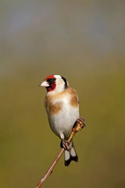 Goldfinch - Cornwall - UK