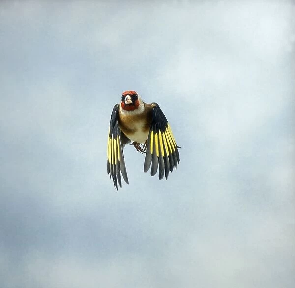 Goldfinch Male in flight head on Bedfordshire, UK