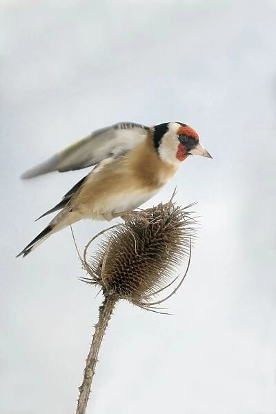 Goldfinch On teasel, male, side view