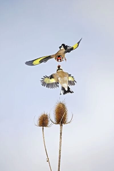 Goldfinches - fighting over teasel Bedfordshire UK 006694