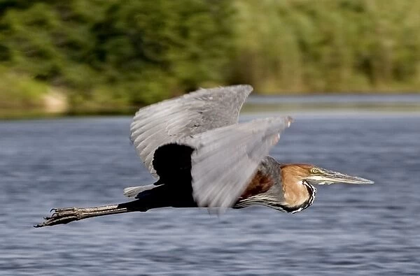 Goliath Heron - In flight - Moremi - Okavango Delta - Botswana - Africa