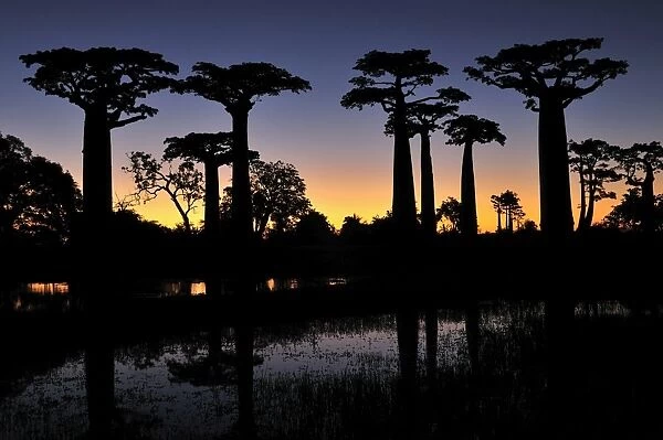 Grandidier's Baobab at sunset - near Morondava - Madagascar