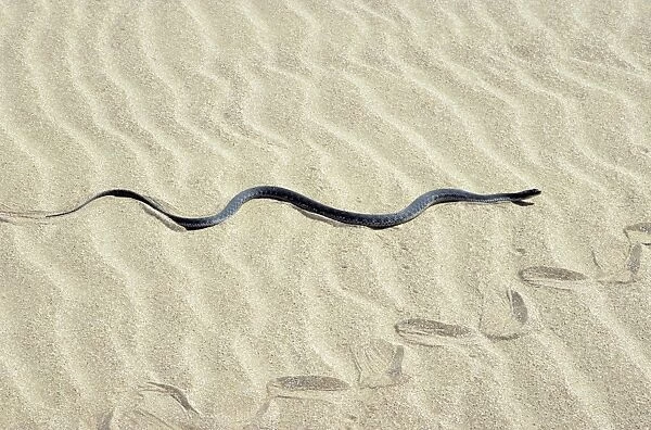 Grass Snake - in sand dunes - near Caspian sea shore - near Krasnovodsk town - Turkmenistan - Spring - April Tm31. 0170(1819)